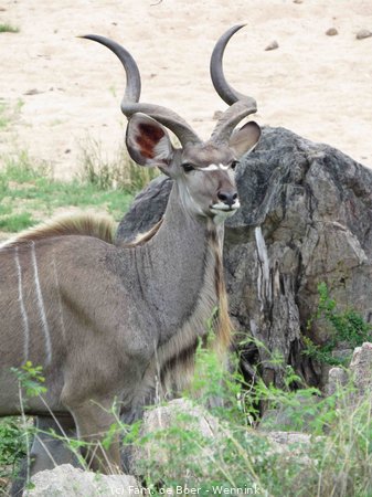 191122_135026-26 Kudu bok.JPG